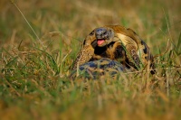 Zelva zelenava - Testudo hermanni - Hermann's tortoise 0905